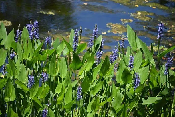 Pontederia cordata godet 9cm