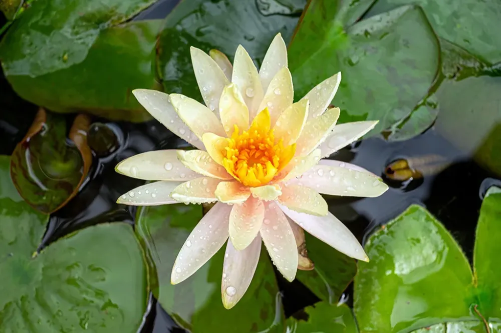 Nenuphar