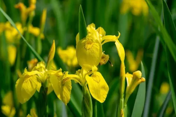 Iris pseudocorus godet 9cm