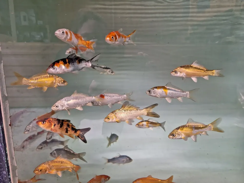 CARPE KOI A 6-9 CMS