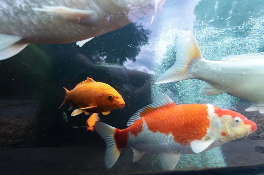Vente de poissons d'ornement à Tiercé