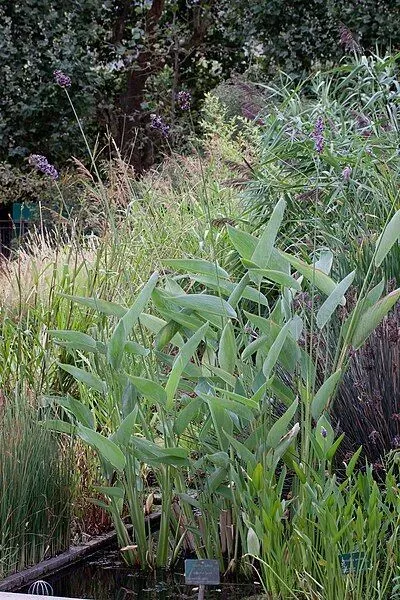 Vente de plantes aquatiques à Tiercé