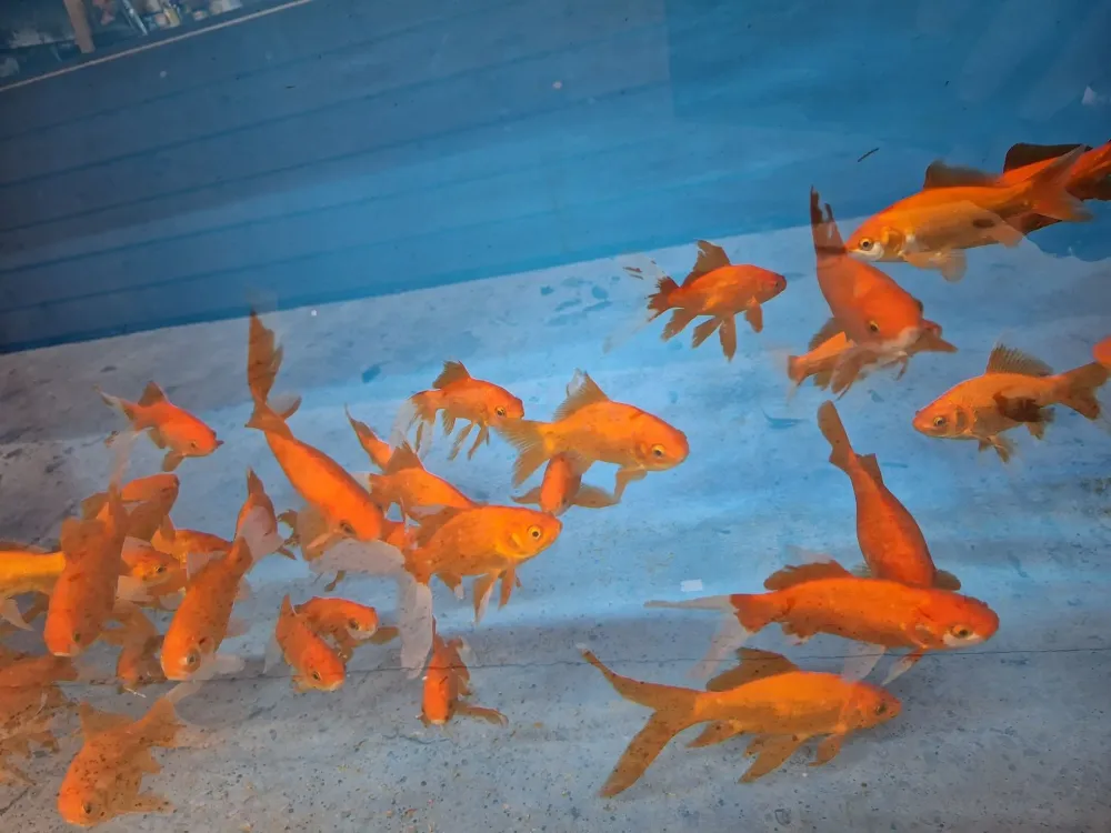 POISSON ROUGE 12-15 CMS